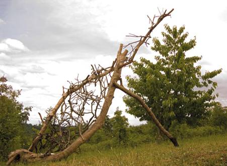  Image name: carpino4.jpg 
 width: 451 pixel 
 height: 329 pixel 
 Size: 28304 bytes 
 Click to enlarge 